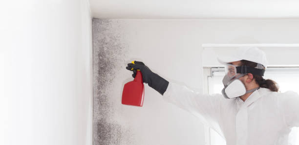 Best Residential Mold Removal  in USA